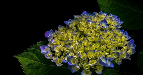 Close Up Photography Of Yellow And Blue Petaled Flowers · Free Stock Photo