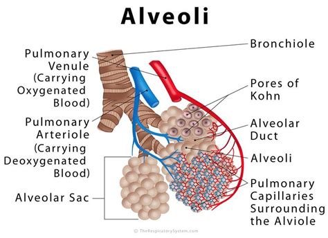 The Anatomy Of An Alveoli Is Shown In This Diagram With Labels On It