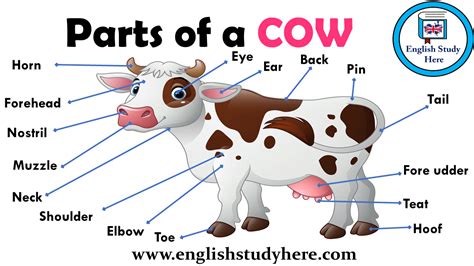 Parts Of A Cow Vocabulary English Study Here