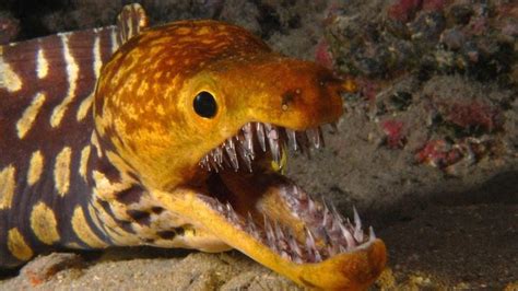 Top 10 Most Dangerous Sea Creatures Deep Sea Creatures Ocean