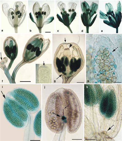 Auxin Dependent Dr5gus Gene Expression In Transformed Arabidopsis