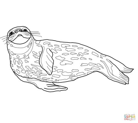 Download Harp Seal Coloring For Free Designlooter 2020 👨‍🎨