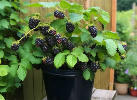 How To Grow Blackberries At Home In Pots Sharingideas Me