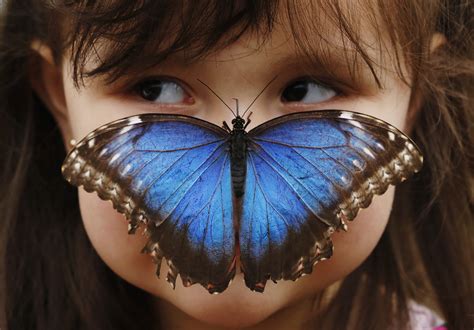 Blue Morpho Butterfly Sensational Butterflies Exhibit At London S