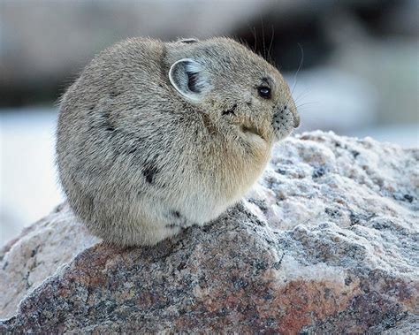 Rodent Pika Rodent