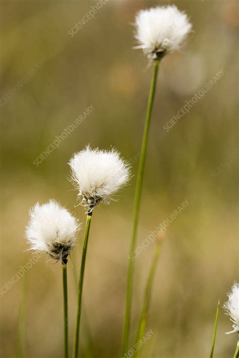 Tawny Cottongrass Eriophorum Virginicum Stock Image C0059087