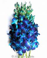 Images of Fresh Cut Blue Flowers