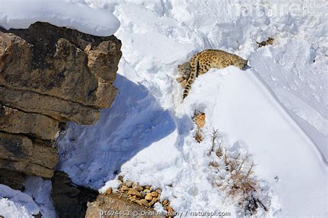 Nature Picture Library Snow Leopard Panthera Uncia Female Hiding