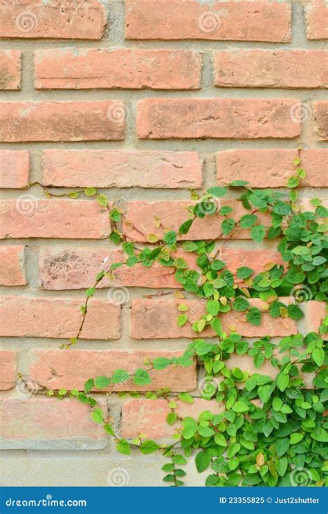 Green Plant On Brick Wall Stock Image Image Of Growth 23355825