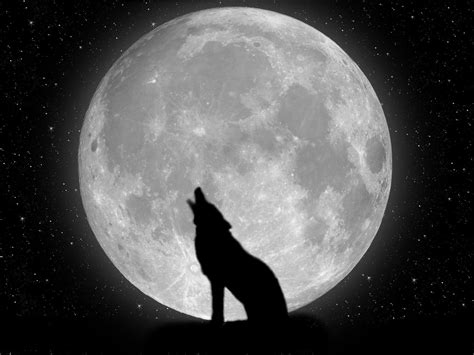 Lone Wolf Wallpaper 57 Images