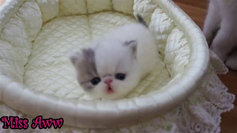 cute little kitten sneezes youtube