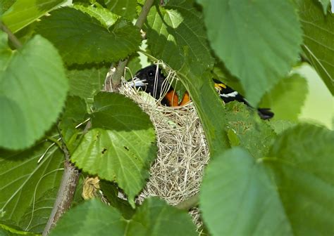 Paul Franklins Photo Blog Baltimore Orioleorchard Oriole Nest