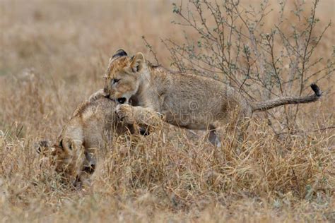 Lion Cub In Kruger Natonal Park Stock Image Image Of Plains Park