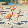 Discovery Cove sees flamboyance of flamingos