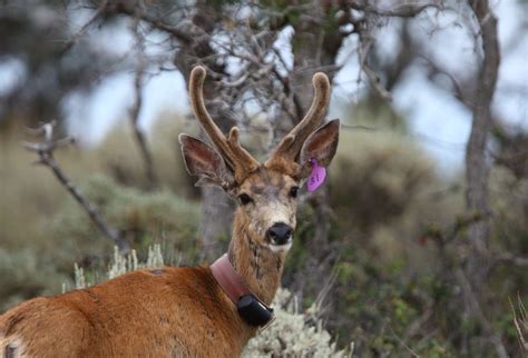 Rare Antlered Female Deer Spotted In Utah Wrgb