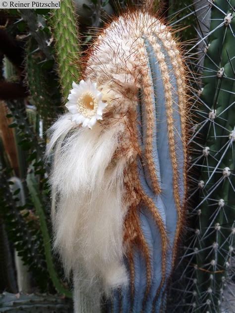 Siccobaccatus Dolichospermaticus Blooming Cactus Unique Plants