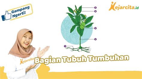 Bagian Tubuh Tumbuhan IPA SD YouTube