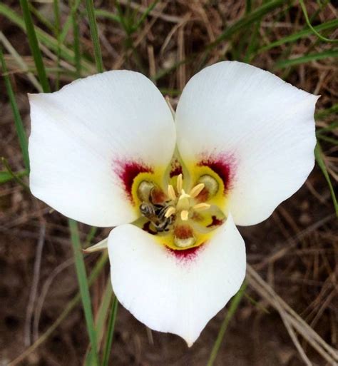 Beautiful Sego Lily Utahs State Flower Flowers Wonderful Flowers
