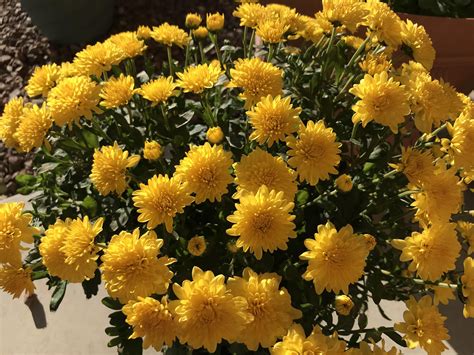 My Yellow Chrysanthemums I Found On Sale Gardening Garden Diy Home
