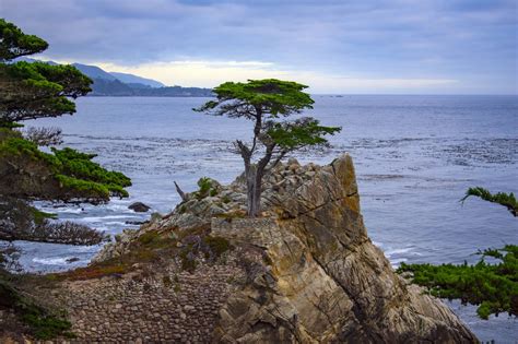 The Lone Cypress Pebble Beach Usa