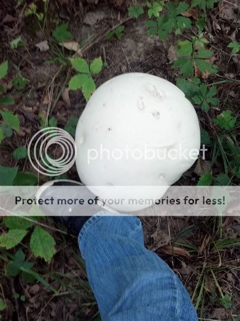 Whats Going On In Sw Ohio Mushroom Hunting And Identification
