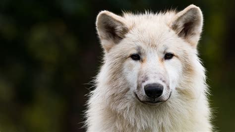 Animal Wolf Sad Look 4k 5k Hd Wallpapers Hd Wallpapers Id 32506