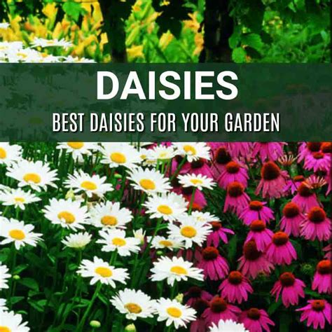 Shasta Daisy Becky Leucanthemum White Daisies Sun Perennial Long Blooming