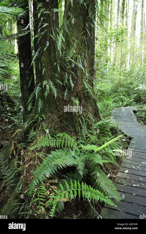 New Zealand Forest Stock Photo Alamy