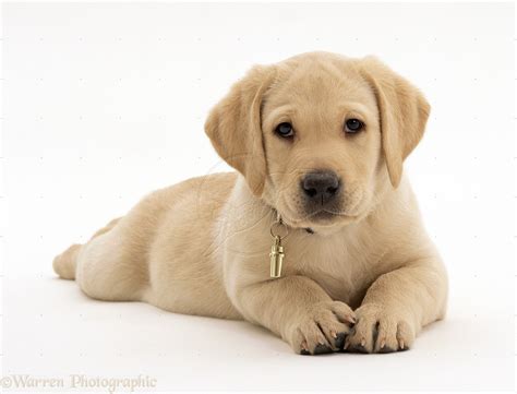 Producing puppies that can compete in the show ring or become a families beautiful and loving pet. Yellow Lab Wallpaper Desktop - WallpaperSafari