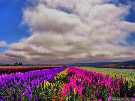 Field Of Flowers Wallpapers Wallpaper Cave