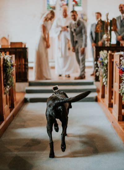How To Include Pets In Your Wedding Best Tips And Ideas Ever