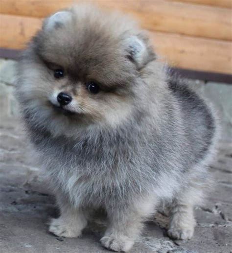 Pomeranian For Sale Near Meready For Rehome Now Pets4rehome In 2020