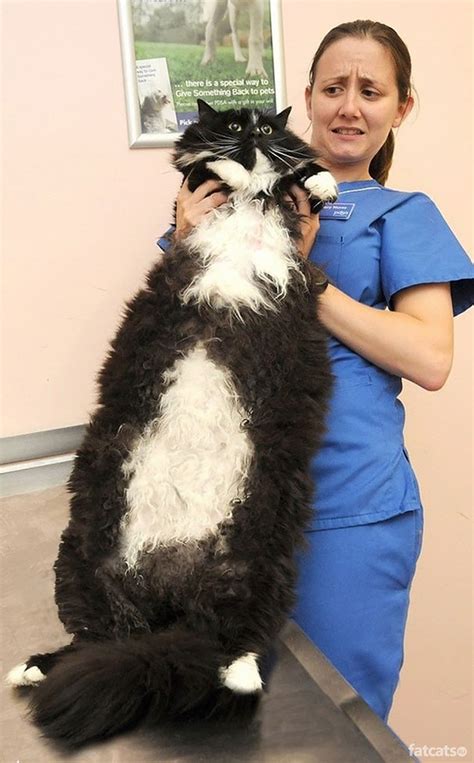 These 15 Of The Worlds Biggest Pet Cats Ever Are Just Amazing