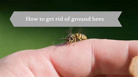 How To Get Rid Of Ground Bees