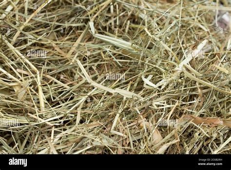 Dried Grass Hi Res Stock Photography And Images Alamy