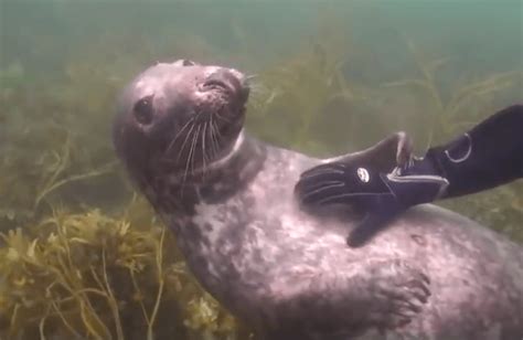 Scuba Diver Has The Encounter Of A Lifetime With This Friendly Seal