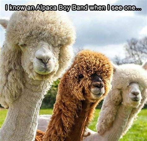 38 Alpaca Memes That Will Either Be The Funniest Or Weirdest Thing You See All Day