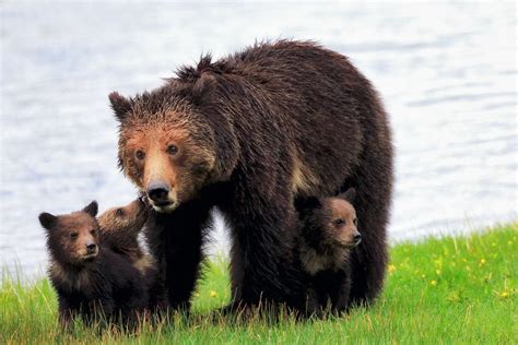 Grizzly Bear With Cubs Robbie George Photography Grizzly Bear Bear