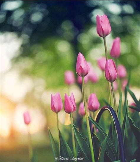 Pin By Moment‘s On Frühlings Garten Garden Girls Tulips Garden
