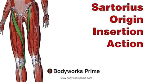 Sartorius Anatomy Origin Insertion And Action Youtube