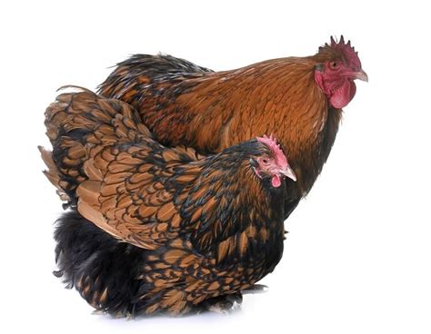 Orpington Chicken All You Need To Know Color Varieties And More