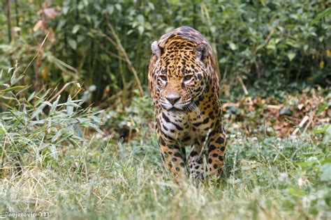 Jaguar Wild Cat Carnivore Bushes Walking Zoo Wallpaper 2048x1366