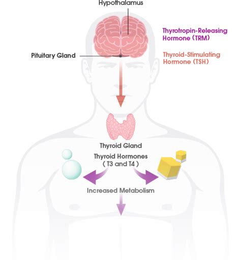 What Is The Thyroid Gland Thyrogen® Thyrotropin Alfa For Injection