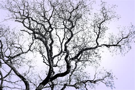 Branching Out Abstract Artwork Abstract Nature