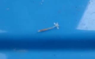 Wiped out about half of my fish before i tried this. The danger and treatment of anchor worms - The fish doctor