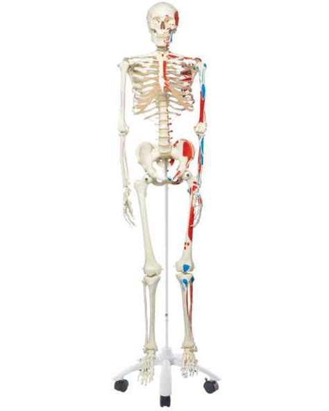 Anatomical Skeleton Models Skeletal Figures