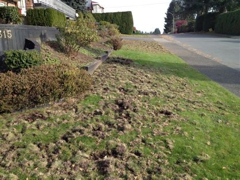 How To Defeat The Destroyer Of Lawns Vancouver Sun