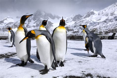 King Penguin Mountain Penguin Snow Wildlife Wallpaper Resolution