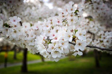 A Short History Of Washington's Cherry Trees | HuffPost