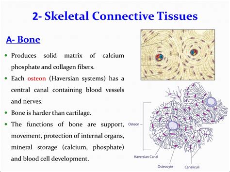 Ppt 1 Epithelial Tissue Powerpoint Presentation Free Download Id